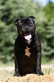STAFFIE 399